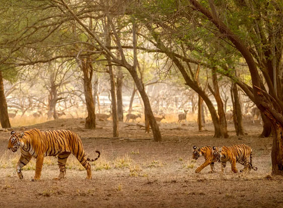 Best Ranthambore Tour Packages Itinerary