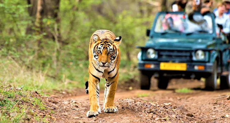 Best Wildlife Sanctuaries Around Jaipur