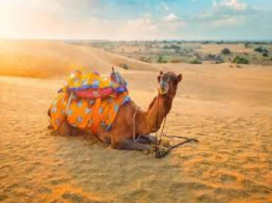 Desert National Park Jaisalmer: (Timings, Entry Fee, Safari, and Information)