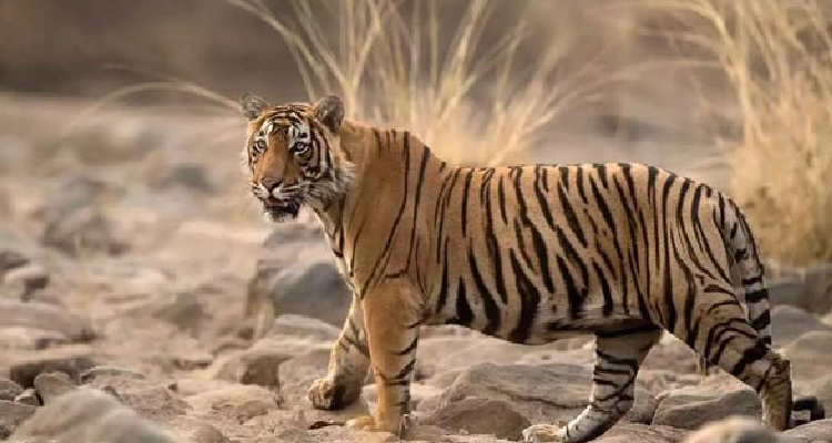 Discover These 5 Wildlife Sanctuaries Around Jaipur To Go On A Holiday Full Of Thrill!