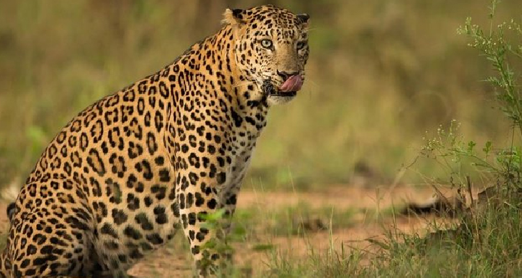 Jhalana Leopard Safari Price