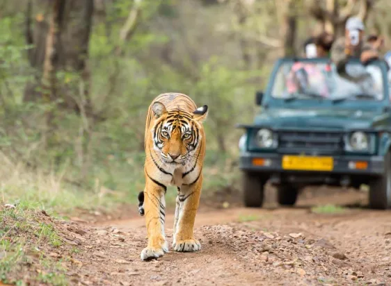National Parks and Wildlife Sanctuaries in Rajasthan