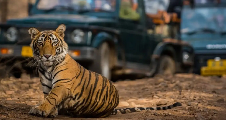 Wildlife Encounters in Rajasthan: A Family Safari in Ranthambore