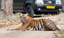 2 Nights 3 Days Jaipur Ranthambore Tour