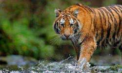 3 Days Ranthambore Only Tour