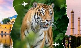 Golden Triangle Tour with Ranthambore
