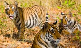 Golden Triangle Tour with Wildlife