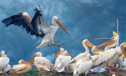 Golden Triangle with Birds Tour