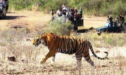 Jaipur Ranthambore Same Day Tour