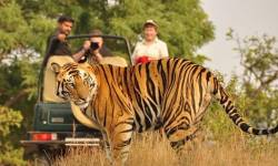Jaipur Ranthambore Tiger tour