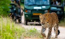 Jawai Leopard Safari Tour