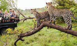 Jhalana Leopard Safari