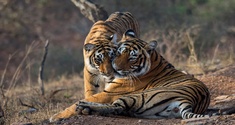 2 Nights 3 Days Jaipur Ranthambore Tour