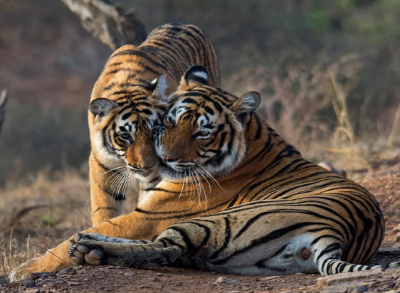 Tempo Traveller in Ranthambore