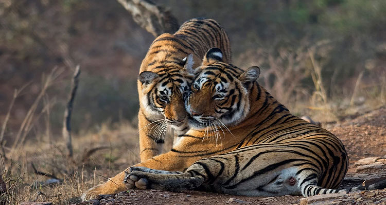 Jaipur Ranthambore 4 Days Tour