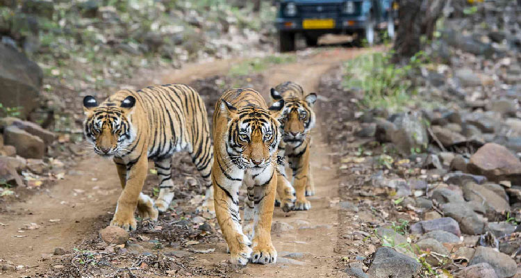 Jaipur Ranthambore Tiger tour
