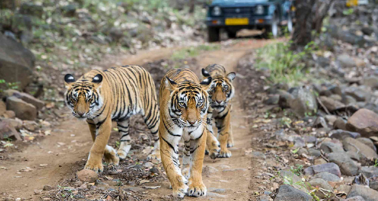 Jaipur to Ranthambore Taxi, Book Jaipur to Ranthambore Cabs Online