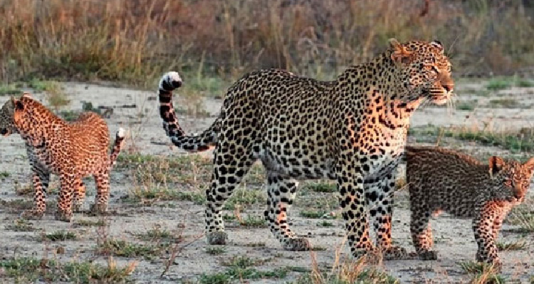 Jawai Leopard Safari Tour, 3 Days Jawai Leopard Safari