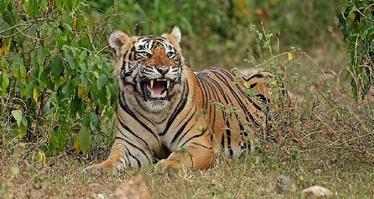 Jhalana Leopard Safari