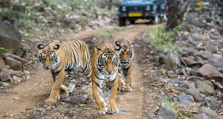 Jodhpur Ajmer Pushkar Jaipur Ranthambore Tour