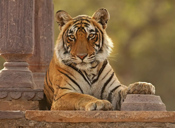 Ranthambore Tour by Car And Driver